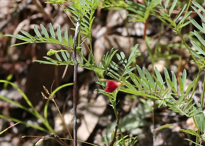 North Queensland Plants Fabaceae